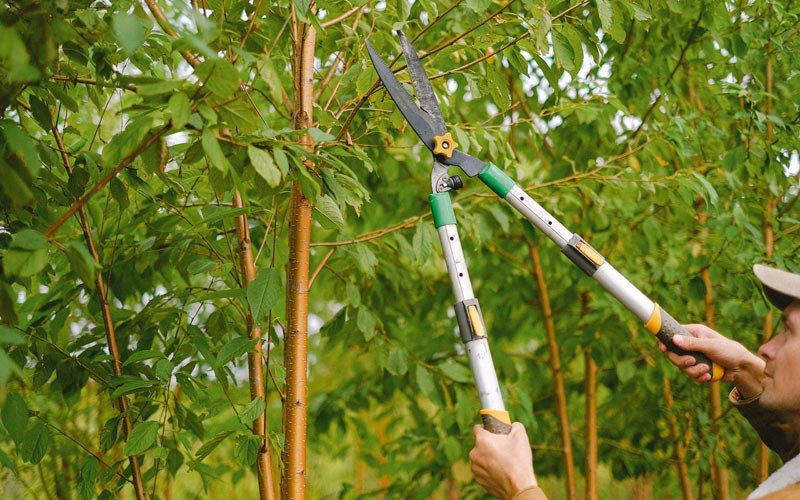 Tree trimming in Juana Diaz, PR